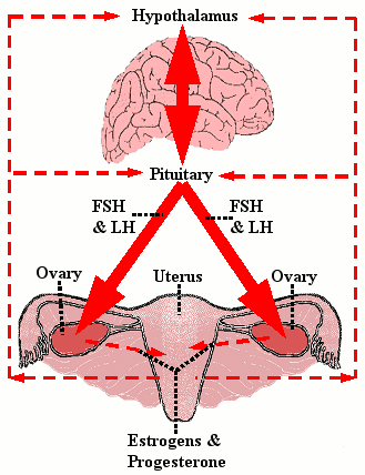 Климакс схема. Менопауза механизм. Патогенез климакса. Менопауза схема. Этиология климакса.